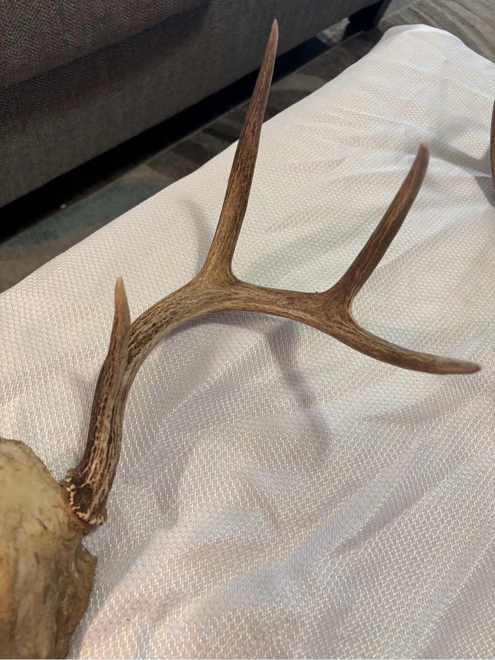 Texas White Tail Deer Antlers - Picture 2 of 10